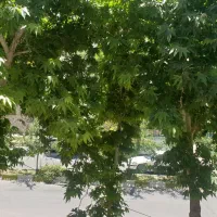 ویلایی مسکونی دو طبقه موقعیت تجاری بر بلوار