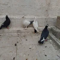 کبوتر جفتی حراج