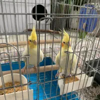 فروش جفت عروس هلندی مولد به شرط