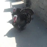 بوقلمونروماده|حیوانات مزرعه|ماهدشت, |دیوار