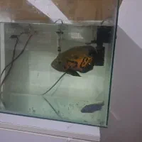 فروش فوری ماهی