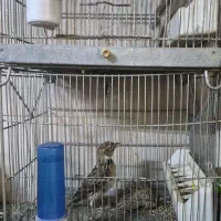 پرنده|پرنده|تهران, طیب|دیوار