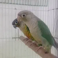 طوطی گرینچیک مولد|پرنده|کلاردشت, |دیوار