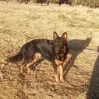 سگ ژرمن
