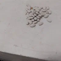 لوبیا سفید|خوردنی و آشامیدنی|اردبیل, |دیوار