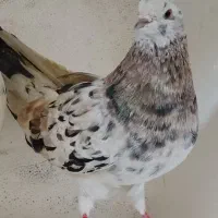 کبوتر گرفته برج