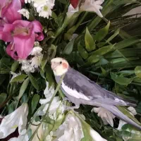 عروس هلندی|پرنده|همدان, |دیوار