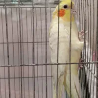 عروس هلندی لوتینو