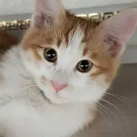 گربه پرشین و dsh نر