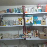 عروس هلندی  برزیلی مرغ عشق|پرنده|بهار, |دیوار