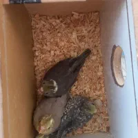 عروس هلتدی جوجه