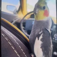 عروس هلندی گم شده