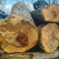 خرید و بورش انواع چوب|خدمات باغبانی و درختکاری|مبارکه, |دیوار