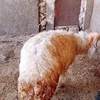 کووه نرمیشی چاق ومست|حیوانات مزرعه|شوشتر, |دیوار