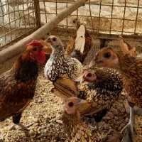 تخم نطفه دار مرغ نژاد سبرایت