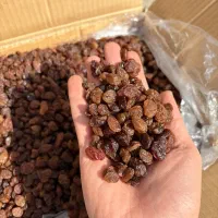 کشمش آفتابی قزوین