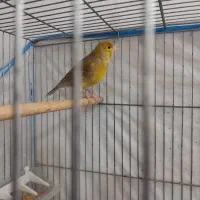 جوجه قناری یکساله نر