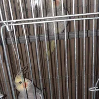 یک جفت عروس هلندی آروم و دستی