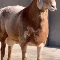 ذبح و قصابی گوسفند در محل