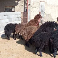 بره قوچ ژن دار همو و هترو|حیوانات مزرعه|ارسنجان, |دیوار