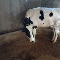 فروش گاو|حیوانات مزرعه|دهدشت, |دیوار