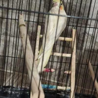 جوجه عروس هلندی چشم شرابی