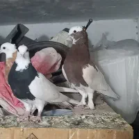سهره قناری کفتر کبوتر
