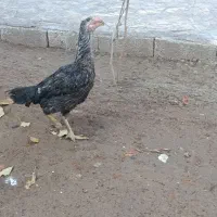 دو عدد مرغ لاری|حیوانات مزرعه|شوط, |دیوار