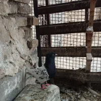 کبوتر کله سیاه|پرنده|دزفول, |دیوار