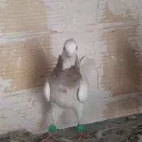 ۵ عدد طوقی|پرنده|شاهرود, |دیوار