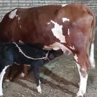 گاو شیری لیموزین اصل