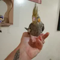 عروس هلندی حرف زن  و جوجه   وغیره