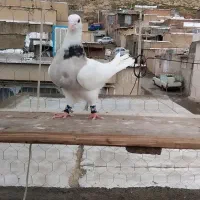 کبوتر طوقی