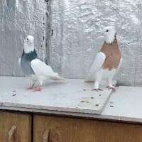 فروش کبوتر|پرنده|شیراز, امام حسین|دیوار