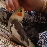 عروس هلندی گمشده خلیل آباد