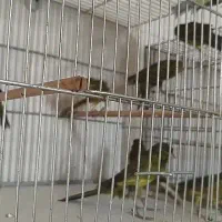 قناری سبز چمنی. بلند