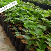 نهال گلدانی انگور و انجیر و گل|خدمات باغبانی و درختکاری|شیراز, دانشکده کشاورزی دانشگاه شیراز|دیوار