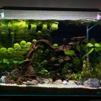 اکواریوم ریملس apa