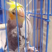 یه عدد عروسی هلندی گم شده درمحدوده خانه کارگر