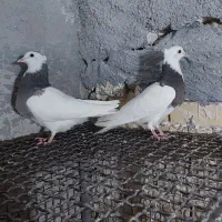 طوقی کفتر کبوتر|پرنده|مشهد, انقلاب|دیوار