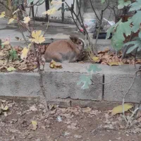 خرگوش لوپ|موش و خرگوش|میاندوآب, |دیوار