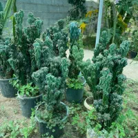 گل های بسیار جذاب صخره ای به طور کلی فروخته میشود