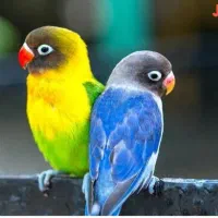 کوتوله گم شده