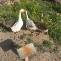 قو قاز|حیوانات مزرعه|خواجه, |دیوار
