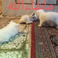 تعدادی بچه گربه نژاد هیمالین میکس