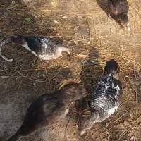 فروشی|حیوانات مزرعه|رودبنه, |دیوار