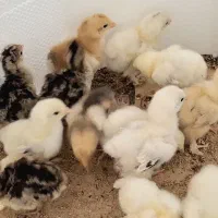 جوجه مرغ برهما،کوشین،گردن‌لخت از مولدهای خالص|حیوانات مزرعه|رودشت (اصفهان), |دیوار