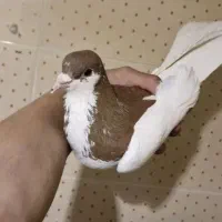 کبوتر شصتی سیاه پوش جنس