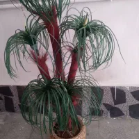 درخت نخل|گل مصنوعی|همدان, |دیوار