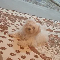 باسلام سگ خونگی شیتزو ماده ۴ماه|سگ|اندیمشک, |دیوار